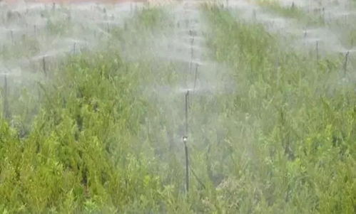 白露来临，苗木如何应对温差变化？