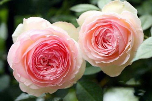 花开花落，美丽瞬间