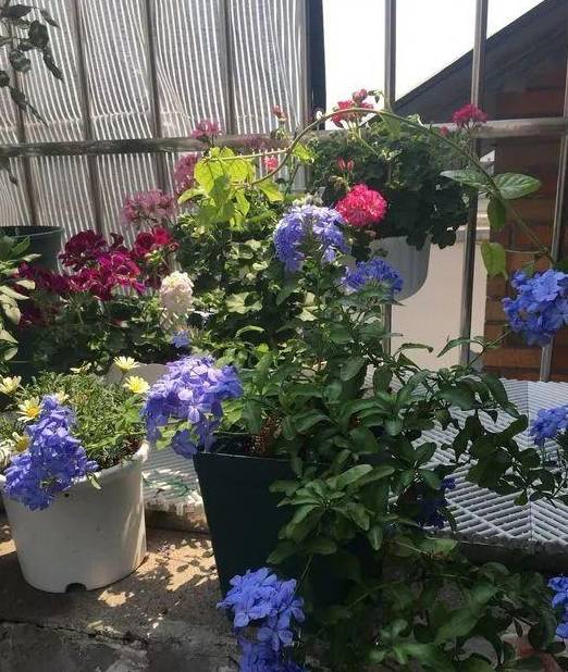 夏季阳台花草遮阴，如何选择合适的遮阳网