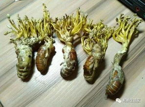 金蝉花，虫生真菌
