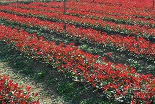 红叶石楠的观赏价值