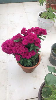 冬天如何让花快速开花？有什么秘诀吗