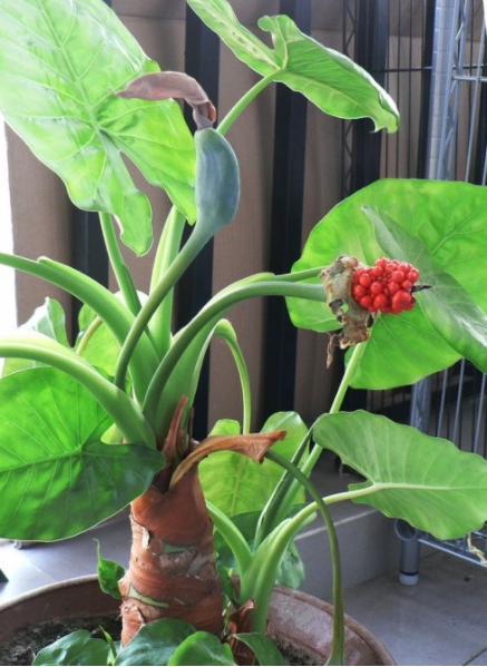 室内养花，需要注意的事项