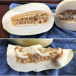 甜瓜播种时间取决于地区气候，一般春季或秋季为最佳播种期