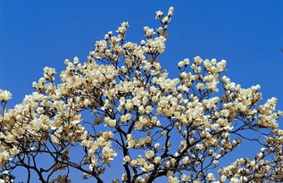 紫藤的落叶特性