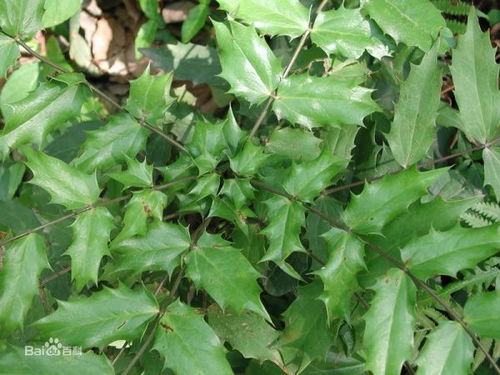女贞子树叶子翠绿，树干挺拔