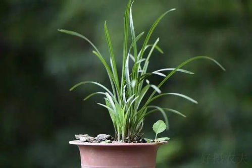 兰花对土壤的要求