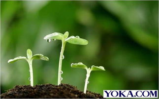 懒人种活， 勤快种死，记住这八个字