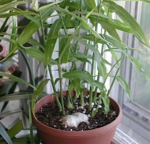 生姜种植方法是什么？如何让盆栽生姜茁壮成长