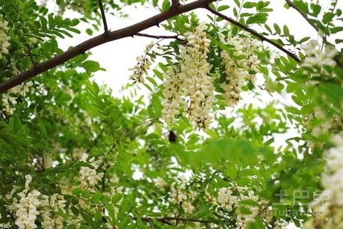 想看槐花？你知道槐花几月份开花吗
