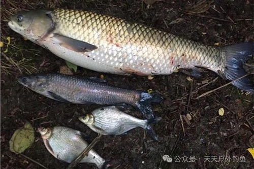 海鱼饲料配方中，以某品牌为例，其价格是多少每吨呢？