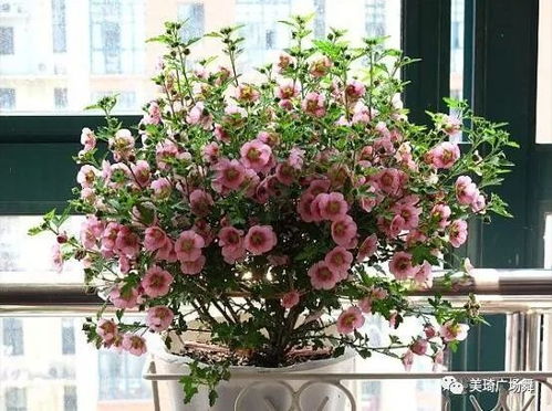 盆土配方， 自己动手，丰衣足食