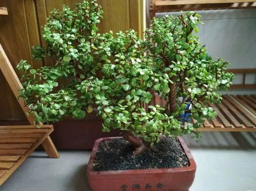 火焰木养殖技巧，花中瑰宝功效强
