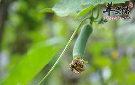 苯甲丙环唑的防治效果