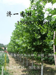 法桐行道树衰枯现象，需查明原因以制定解决方案