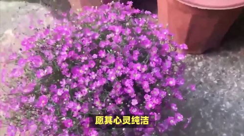 “请问不同颜色的满天星花语分别代表什么含义