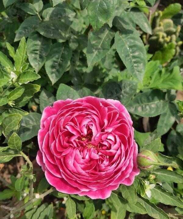 花苞修剪， 为来年开花Zuo好准备