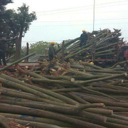 苗木标签是什么东东