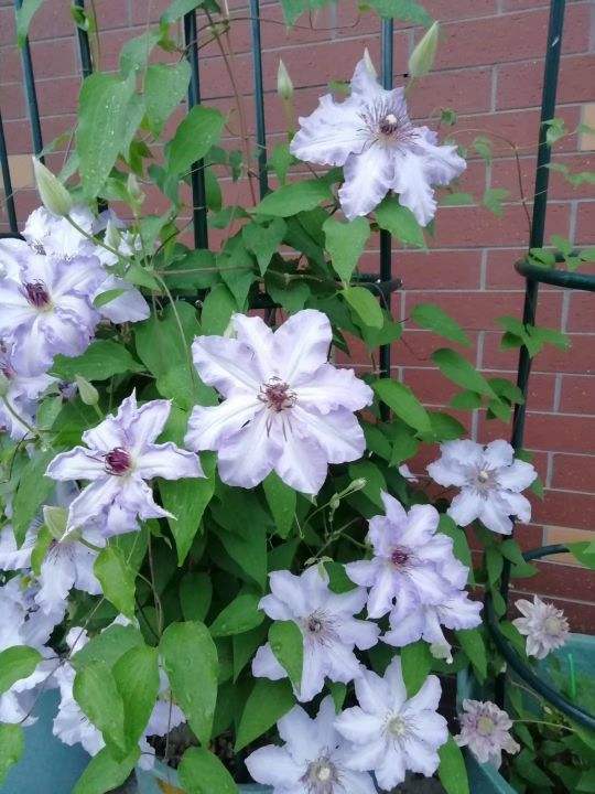 1. 铁线莲：生命力旺盛的开花机器