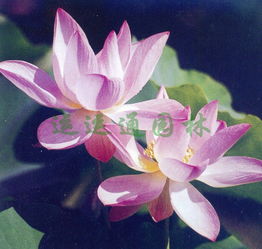 荷花与水的亲密关系