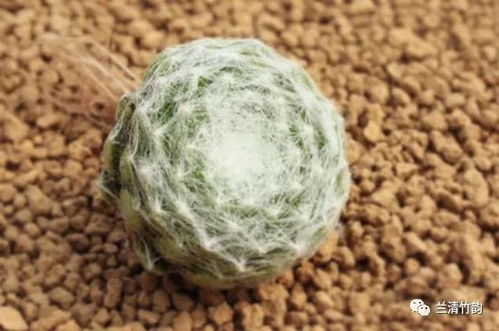蛛丝卷绢冬天怎么浇水？拆分后