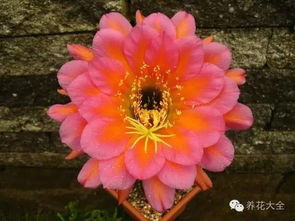 花色及特征