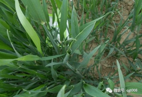 解除药害的小技巧