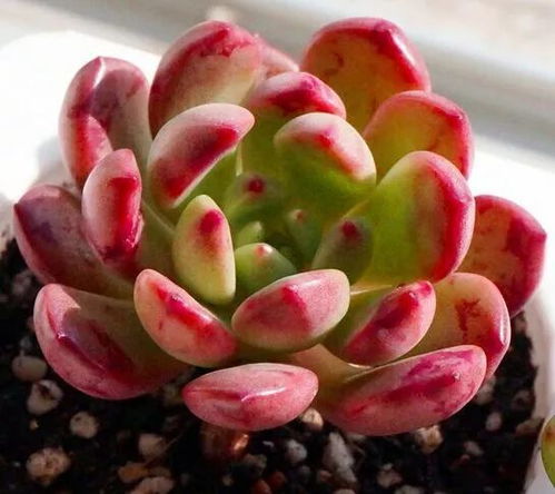 “幻锦花养殖需要注意哪些事项，如何避免常见问题