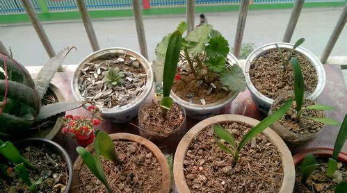 花卉买来怎么栽？花盆底部该留多大排水孔