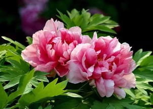 牡丹花在北方冬季如何安全越冬？