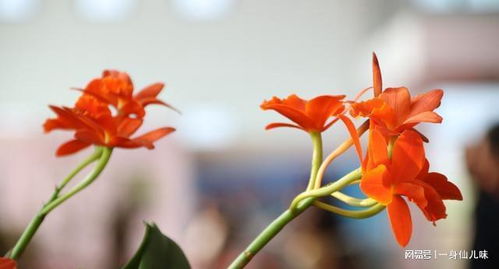 代表友谊的花卉