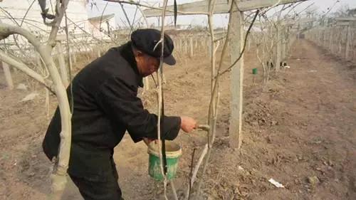 修剪后的保护，不容忽视