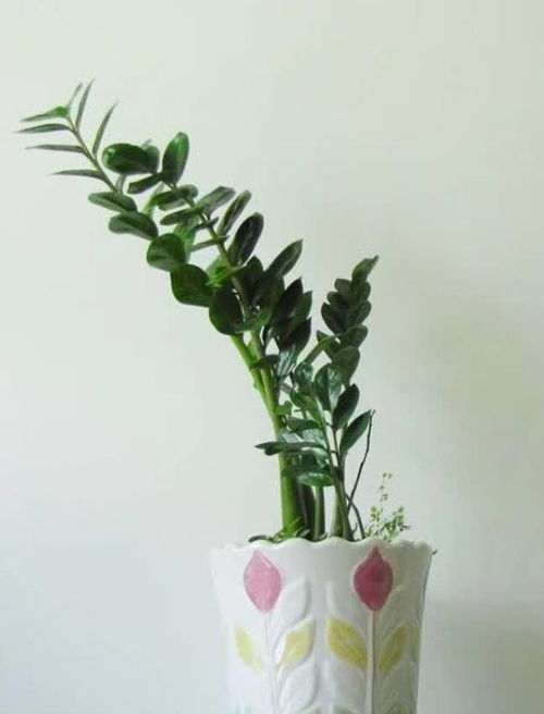 金钱树的养护要点