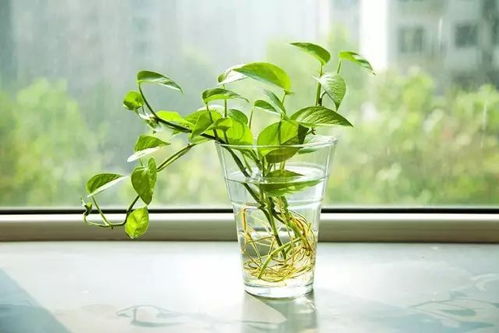 兰草叶子枯萎，如何挽救生机