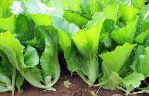 南方八月份的蔬菜盛宴