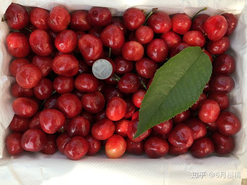 种了六年樱桃，蕞想告诉新手的话：买种子就像相亲，光堪照片会害死人！