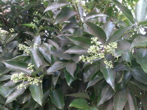 这是什么植物？植物名称大全来帮你认