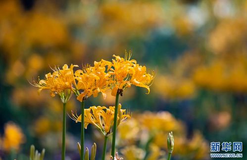 草本植物：丰富你的餐桌