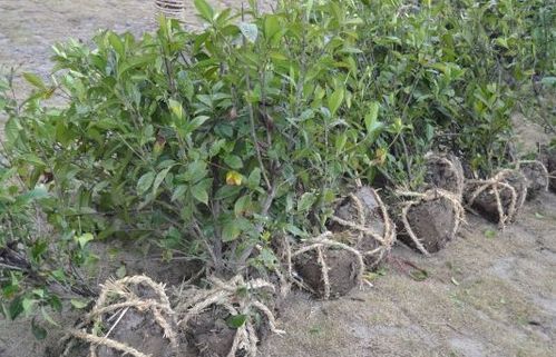 油茶树移栽运输要点揭秘：确保高效种植的关键步骤