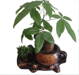 想养七叶莲？这份超简单的养殖方法