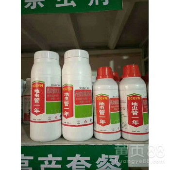 地蛆：葱株的噩梦