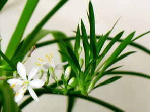 吊兰， 希望的使者