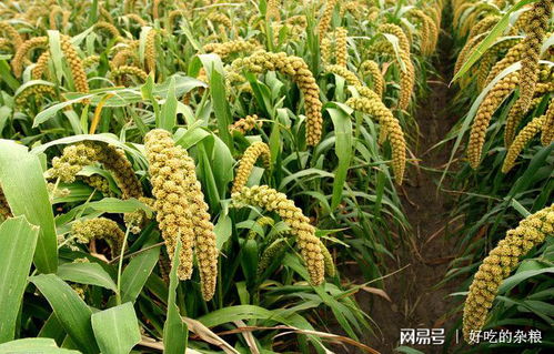 谷子的成长阶段