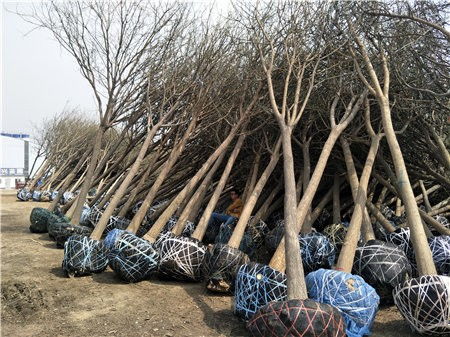 春季种植的黄金时间