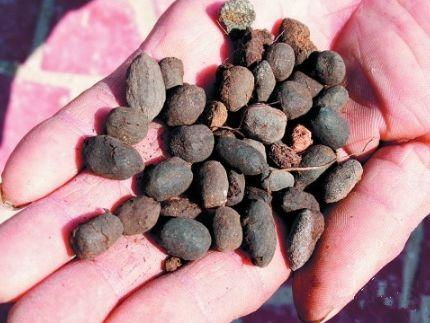 豆子变肥料，养豆学问大