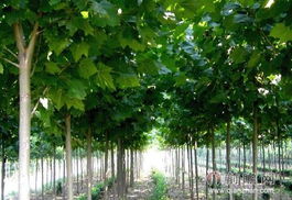 五种前景广阔的树木