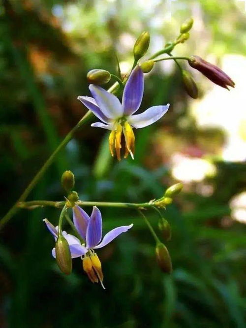 花开健康路，探寻平安健康花