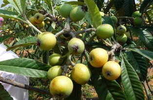 枇杷树种植管理中，如何根据生长阶段科学施肥以提高产量和品质？