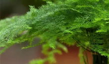 光照要适宜，避免强光直射