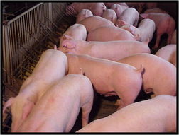 冬季仔猪高效养殖八法：保暖、营养、防疫、通风、消毒、防潮、监测、调教